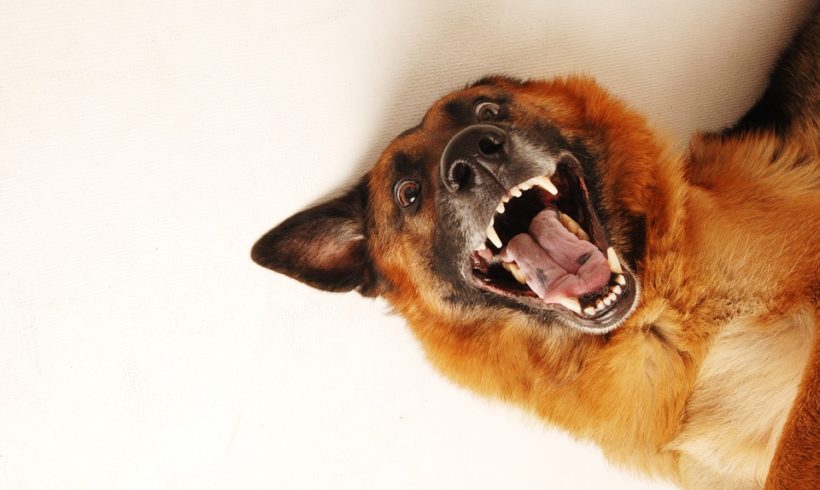 When dogs bite: why it’s not always straightforward