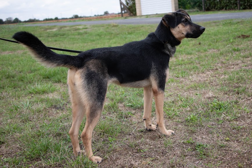 Association En Route Helping dogs to a better life