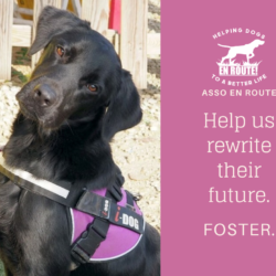 Fostering Appeal